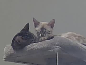 Nude man alphazack14 image #5135442