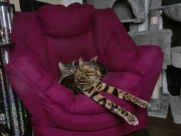 Nude man alphazack14 image #5876476