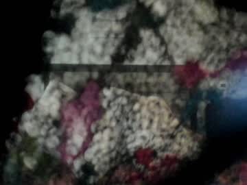 Nude girl carliescott_meow image #1893396